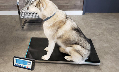 Scales for Vets and Labs
